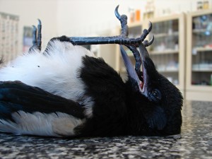 Nie všetky druhy testovaných vtákov prešli náročnými testami bez ujmy na zdraví. Mnohé v dôsledku totálneho vyčerpania skončili na vyšetrovacích stoloch veterinárnych kliník.