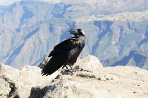 1.Corvus albicollis – krkavec bielokrký, typický obyvateľ Simienskych hôr