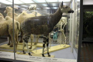 Okapia pralesná - najbližšia príbuzná žirafy (dokáže sa páriť niekoľkokrát za hodinu!)