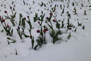 Tulipány sneh prekvapil rovnako ako nás